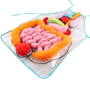 human anatomy teaching tool