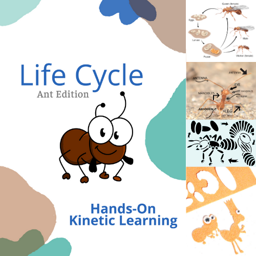 ant life cycle study