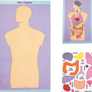 anatomy organs stickers for kids