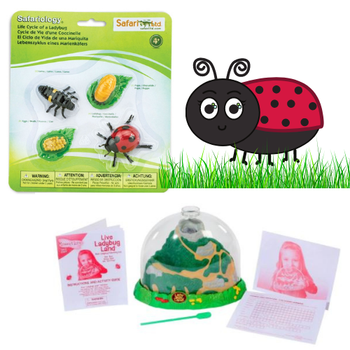 Ladybug Animal Science + Diorama Kit – The Sensory Site